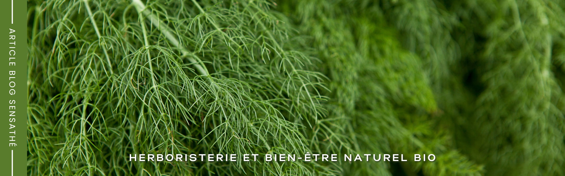 Aneth fenouil batard - Herboristerie Sensathé